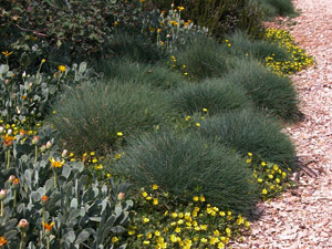 Vivers Càrex - Festuca liviensis 